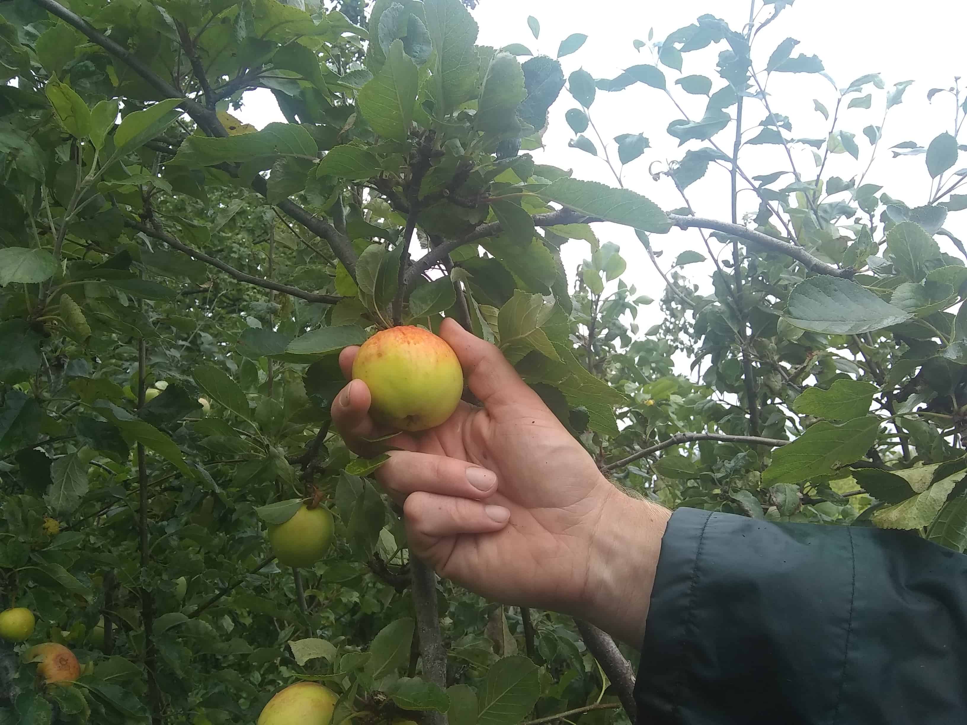 apple 1